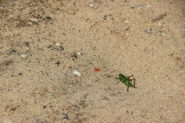 ant on the ground