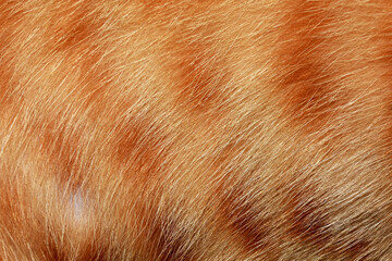 Orange cat hair, full frame orange fur, for the background.