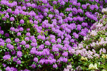 Obraz premium Purple flowers in nature in summer