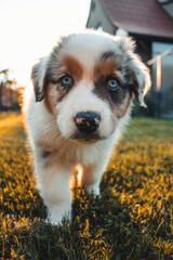 Curious puppy runs to the camera. Detail on the expression of a blue-eyed female and an Australian Shepherd puppy. Face of a happy looking pet