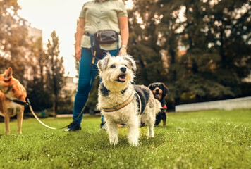 Portrait of mixed bread dog with female dog walker in city park.