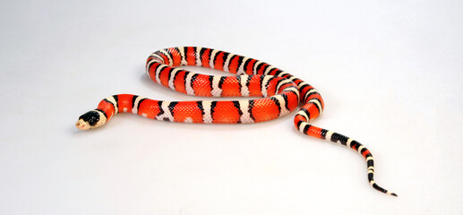 Huachuca Mountain Kingsnake // Huachua-Bergkönigsnatter (Lampropeltis pyromelana woodini)