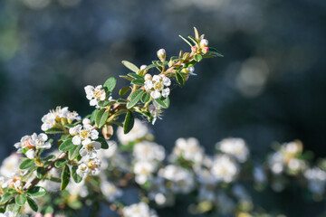 Closeup of white flowers on a bush in spring