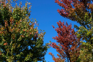Urban park in autumn colors