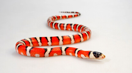 Huachuca Mountain Kingsnake // Huachua-Bergkönigsnatter (Lampropeltis pyromelana woodini)