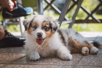 smiling Australian Shepherd dog lies on the ground and breathes contentedly. Puppy of blue merle sticks out his tongue and breathes on the floor