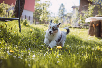 Australian Shepherd puppy running around the garden full of dandelions and another flowers, enjoying his freedom of movement with a smile on his face