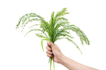 Hand holding common millet, panicum or panicgrass isolated on white background.