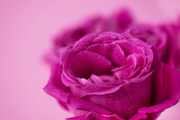 Pink rose flowers background. Roses background. Pink flowers wallpaper.