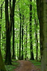 Full frame photo of green trees in summer