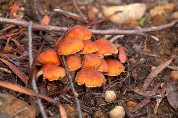 Lake St Clair Australia, clump of orange cap mushrooms in leaf litter