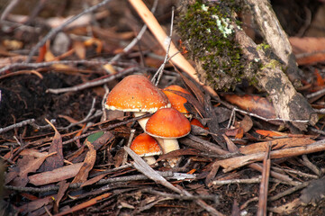 Lake St Clair Australia, orange cap mushrooms in leaf litter