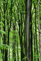 Full frame photo of green trees in summer