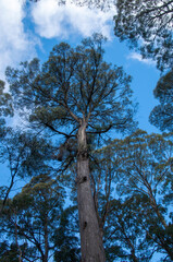 Lake St Clair Australia, looking up at a eucalyptus amygdalina or black peppermint tree native to Tasmania