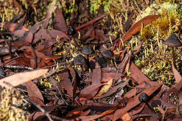 Lake St Clair Australia, small black mushrooms growing among the forest leaf litter
