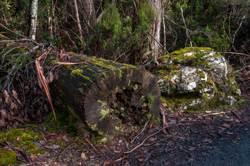 Lake St Clair Australia, wet decaying tree trunk with moss on forest floor 