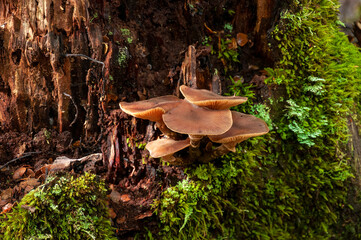 Lake St Clair Australia, mushrooms growing on decaying tree stump