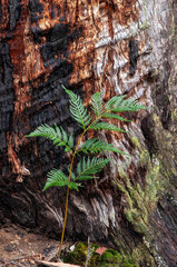 Lake St Clair Australia, alpine coral-fern growing at the base of a tree