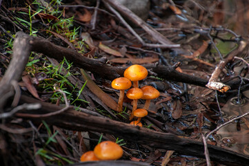Lake St Clair Australia, orange cap mushrooms growing in leaf litter on forest floor