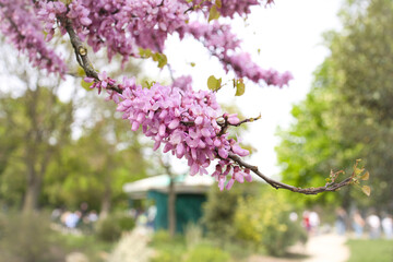 pink blossom