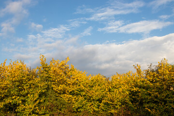 Beautiful autumn landscape with trees with yellow leaves and cloudy blue sky. Bright autumnal colors. Copy space