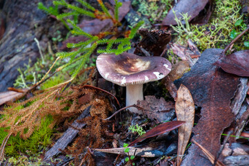 Lake St Clair Australia, mushroom growing in alpine forest