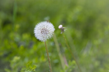 dandelion in the grass