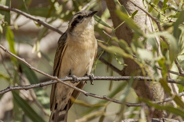 Black-eared Cuckoo in Northern Territory Australia