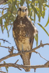 Brown Falcon in Northern Territory Australia