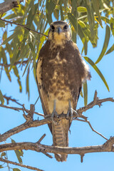Brown Falcon in Northern Territory Australia