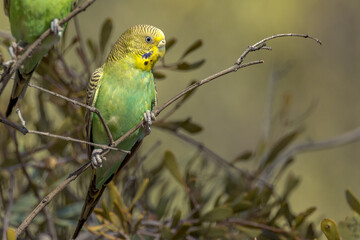 Budgerigar in Northern Territory Australia