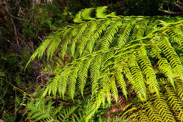 Lake St Clair, fronds of a mother shield fern in alpine forest