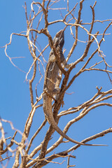 Central Bearded Dragon in Northern Territory Australia