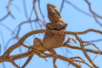 Central Bearded Dragon in Northern Territory Australia