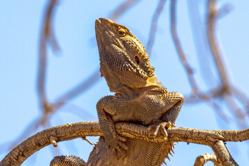 Central Bearded Dragon in Northern Territory Australia