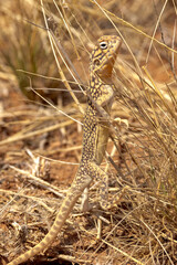 Central Netted Dragon in Northern Territory Australia