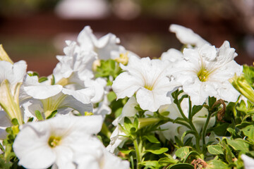Nature Photography, Plant, Flower and rose. Photo is selective focus with shallow depth of field. Photo taken at Cairo Egypt
