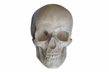 3D render of Marble sculpture of Human Skull isolated on white