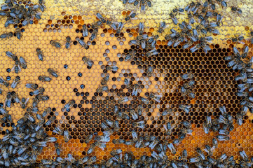 Close-up of a beehive producing honey. Traditional beekeeping