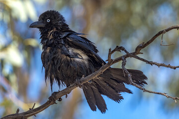 Little Crow in Northern Territory Australia