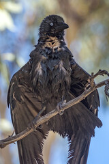 Little Crow in Northern Territory Australia