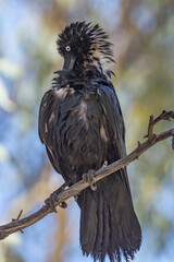 Little Crow in Northern Territory Australia