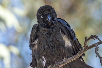 Little Crow in Northern Territory Australia