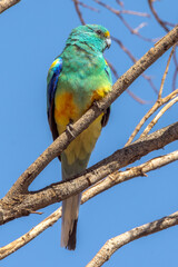 Fototapeta na wymiar Mulga Parrot in Northern Territory Australia