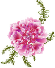 Peony flower bloom botany card. Watercolor vector illustration