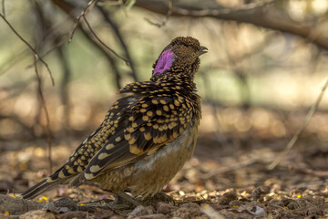 Western Bowerbird in Northern Territory Australia