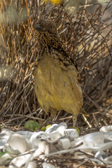 Western Bowerbird in Northern Territory Australia