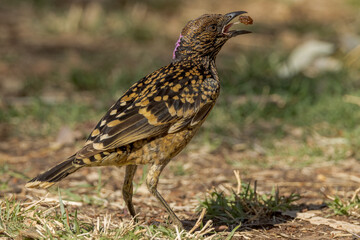 Western Bowerbird in Northern Territory Australia