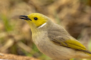 Yellow-plumed Honeyeater in Northern Territory Australia