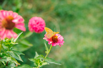 Obraz na płótnie Canvas A beautiful orange butterfly sits on a pink flower. Beauty is in nature. The butterfly drinks nectar and pollinates flowers. Natural background.